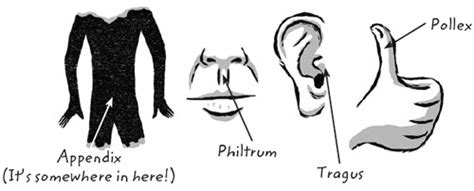 Strange names for body parts .